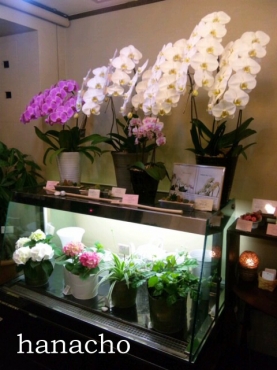「花長フローリスト」　（京都府京都市左京区）の花屋店舗写真4